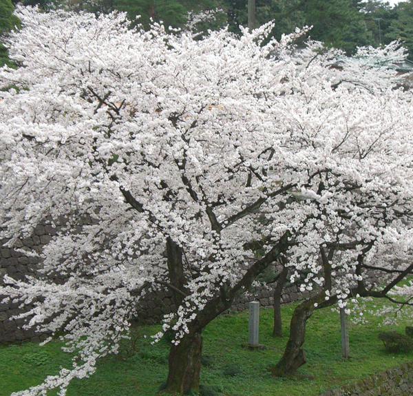 園庭桜